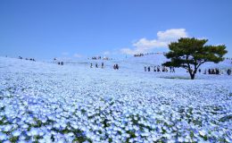 Không gian xanh biếc của hoa Nemophila