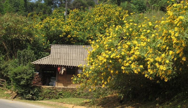 Mùa hoa dã quỳ nở vàng rực ở Buôn Ma Thuột 